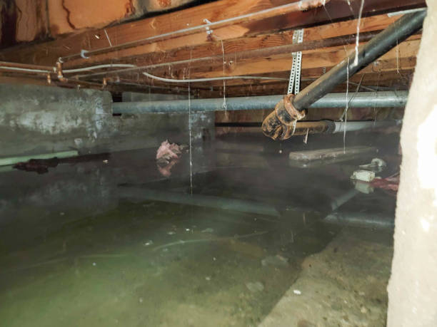 Best Water damage cleanup near me  in White Bluff, TN